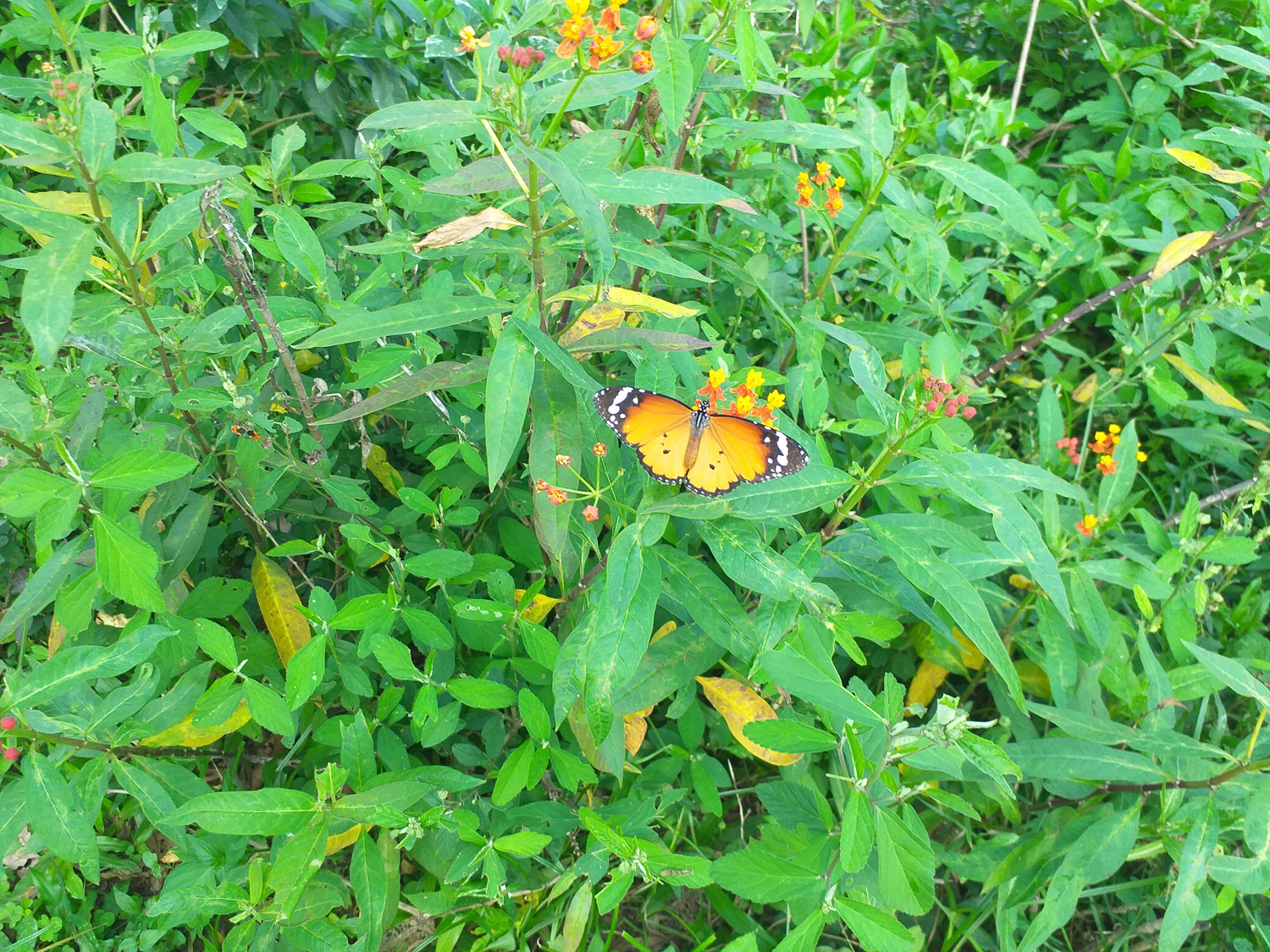 Lantau butterfly