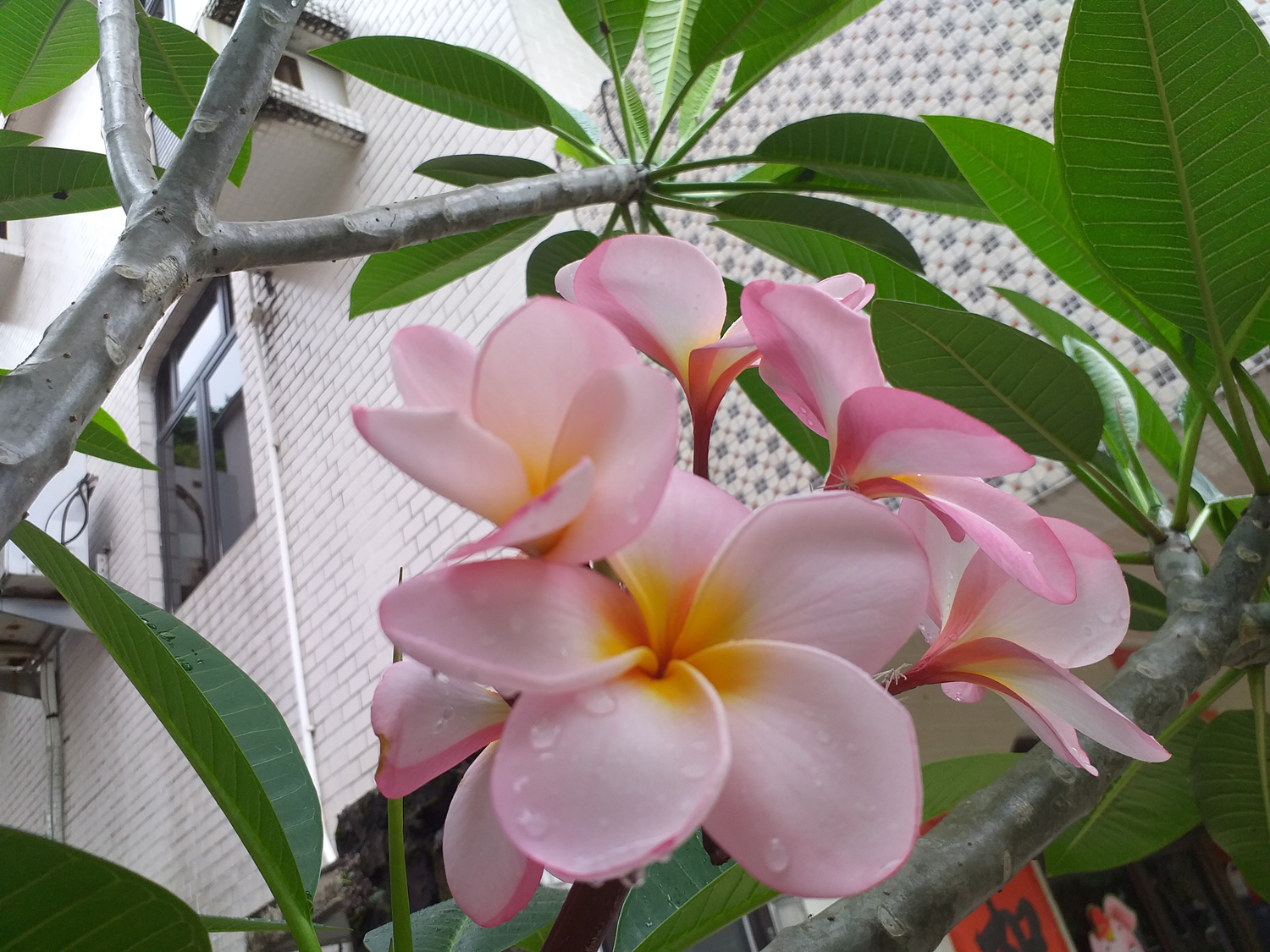 Stop and smell the frangipani