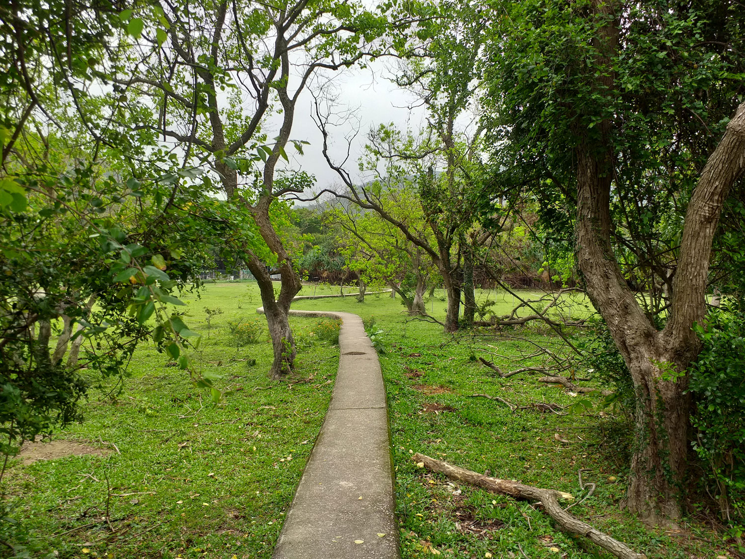 Wetlands path